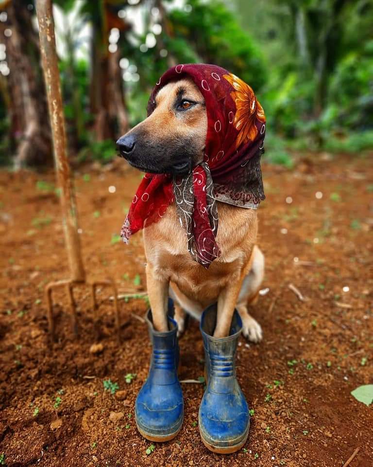 Mrs.Dog.jpg