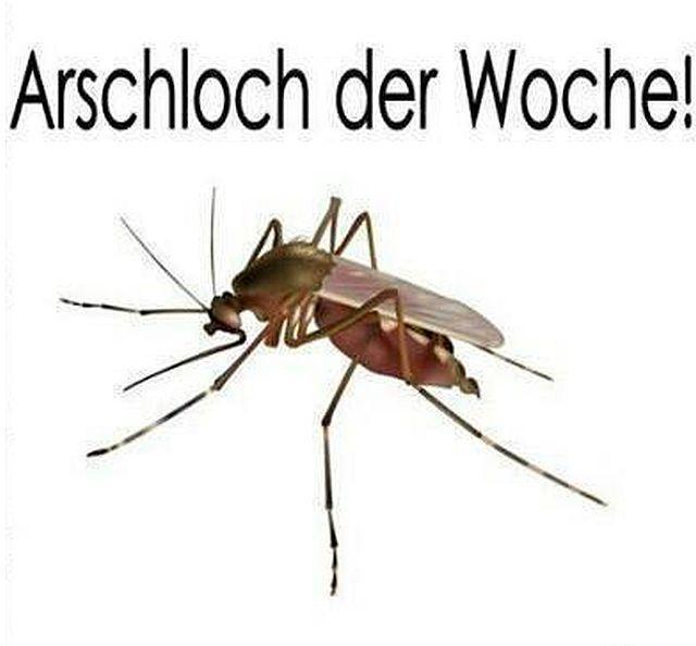 muecke--arschloch-der-woche.jpg