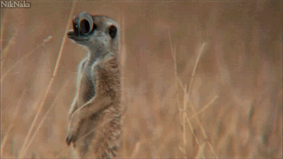 murmur.gif