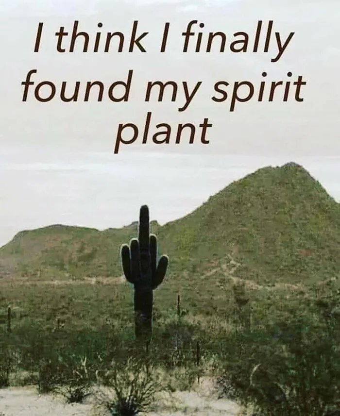 My-spirit-plant.jpg
