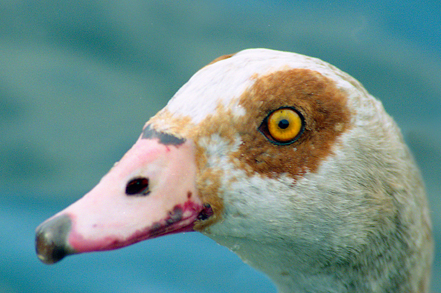 nilgans_04.jpg