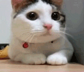 nR4L10XlJcSeQ.gif