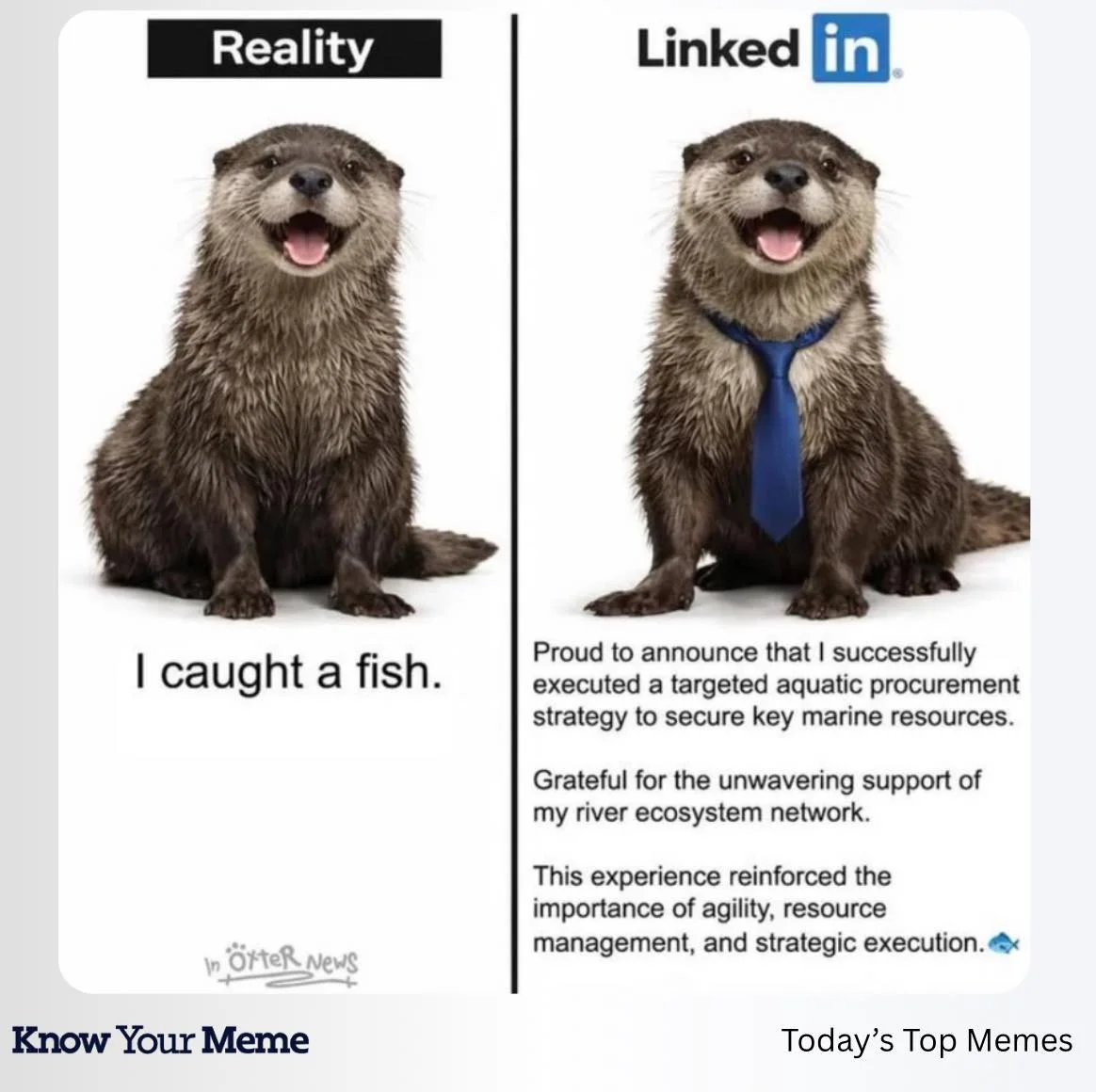 otter - linked in.webp