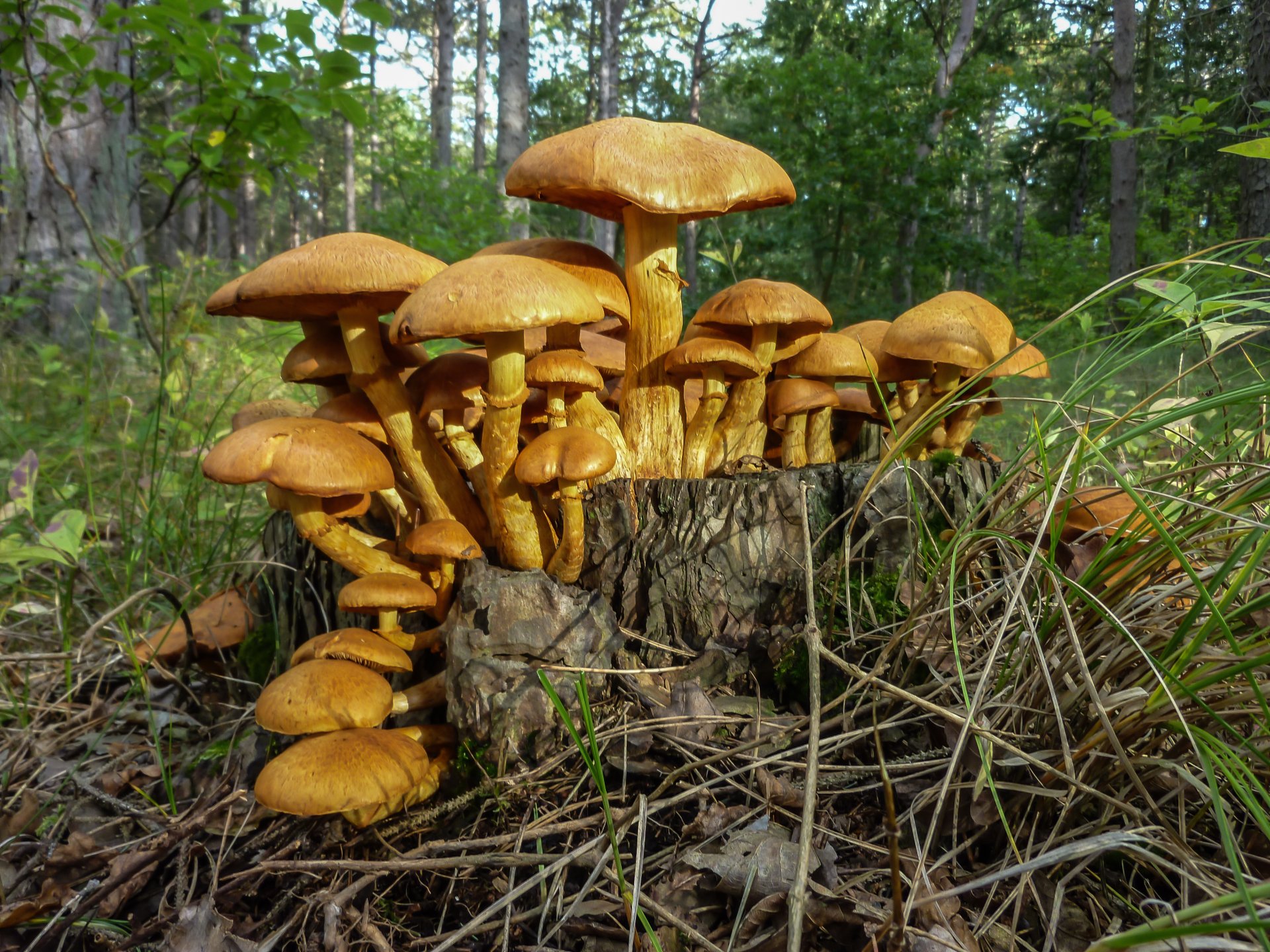 P1020642.jpg