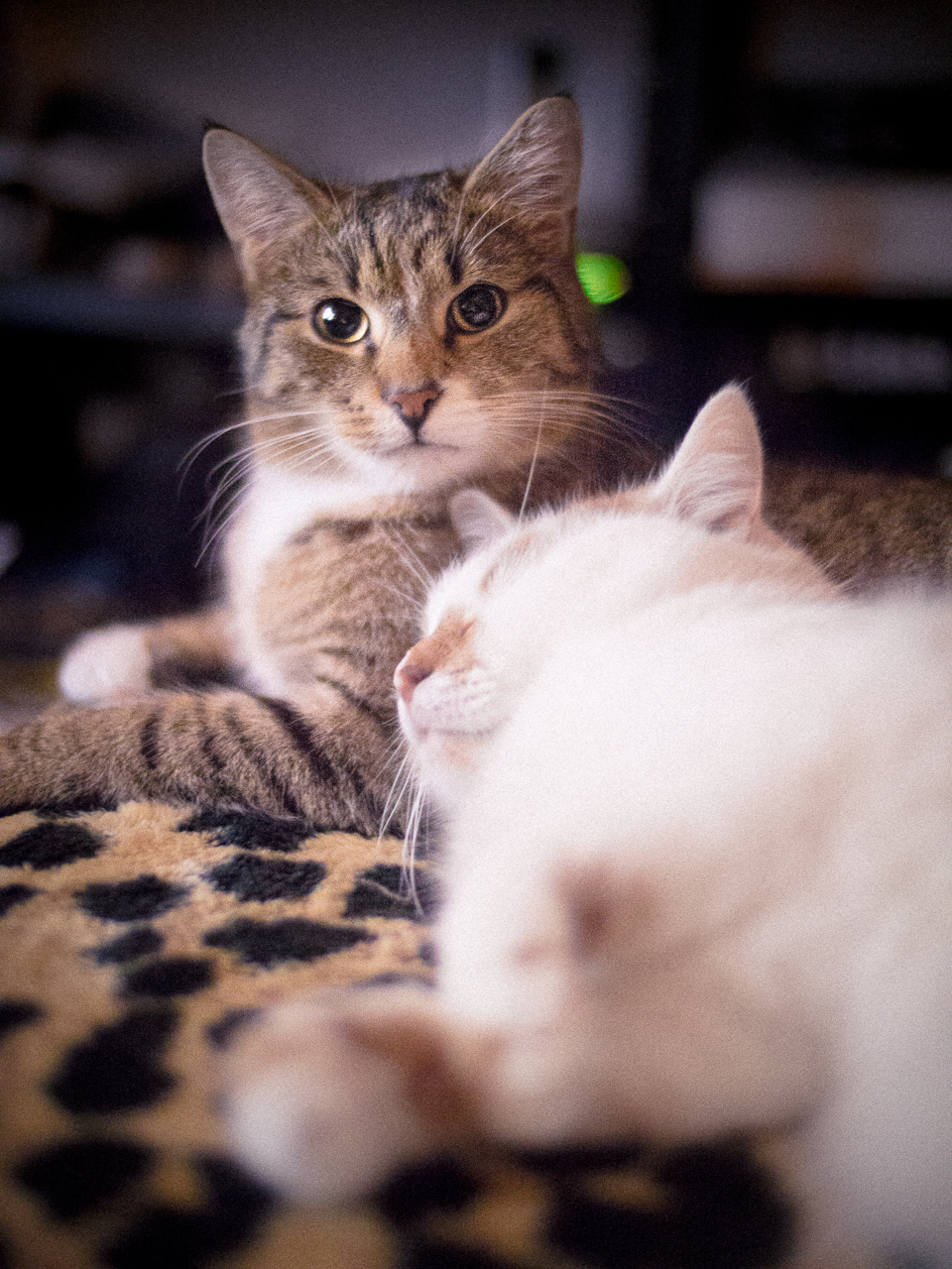 P1310875.jpg