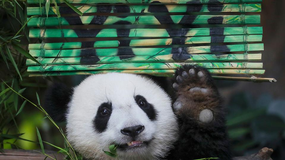 panda-153~_v-videowebl.jpg