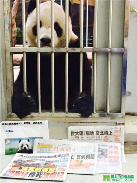 Panda.jpg