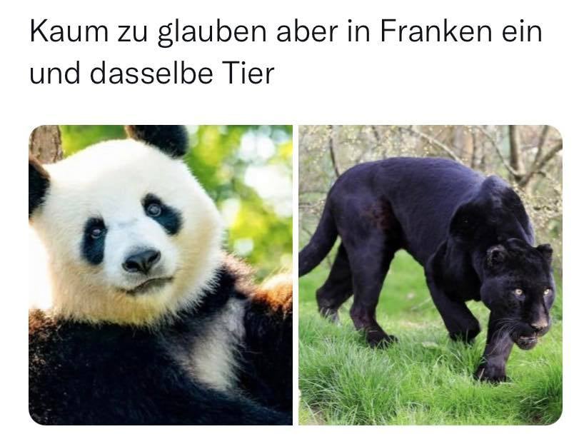panda panther.jpg
