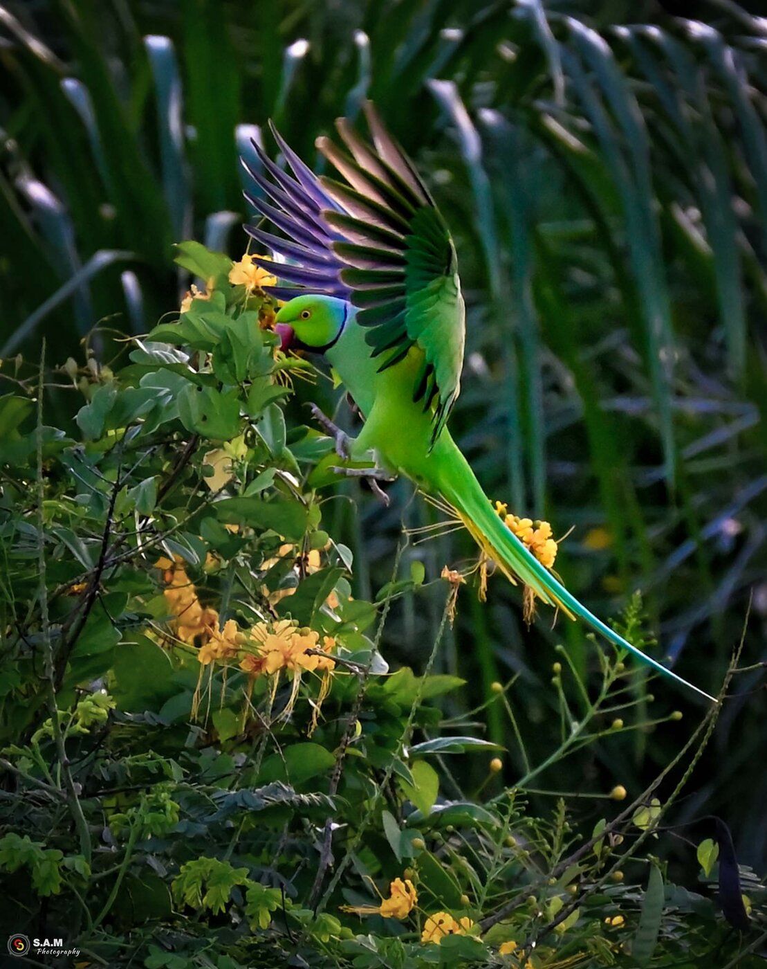 ParrotSample.jpg