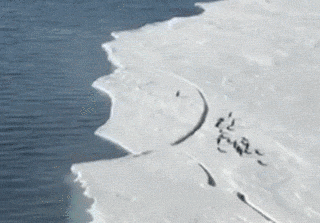 penguin-ice-split-tumblr-size.gif