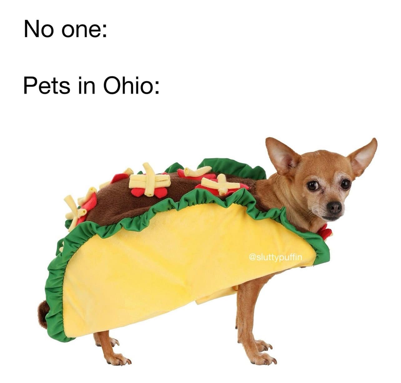 pets ohio.jpg
