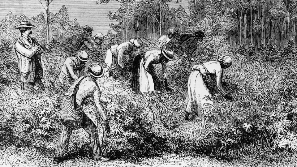 picking_cotton.jpg