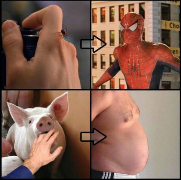pig.jpg