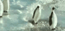 pinguin_slap.gif