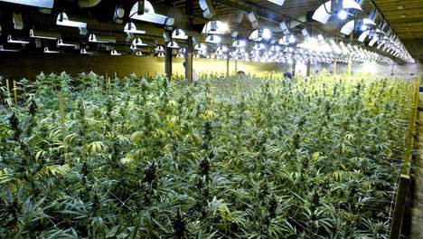 plantage.jpg