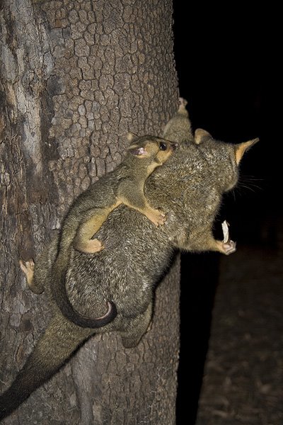 possum.jpg