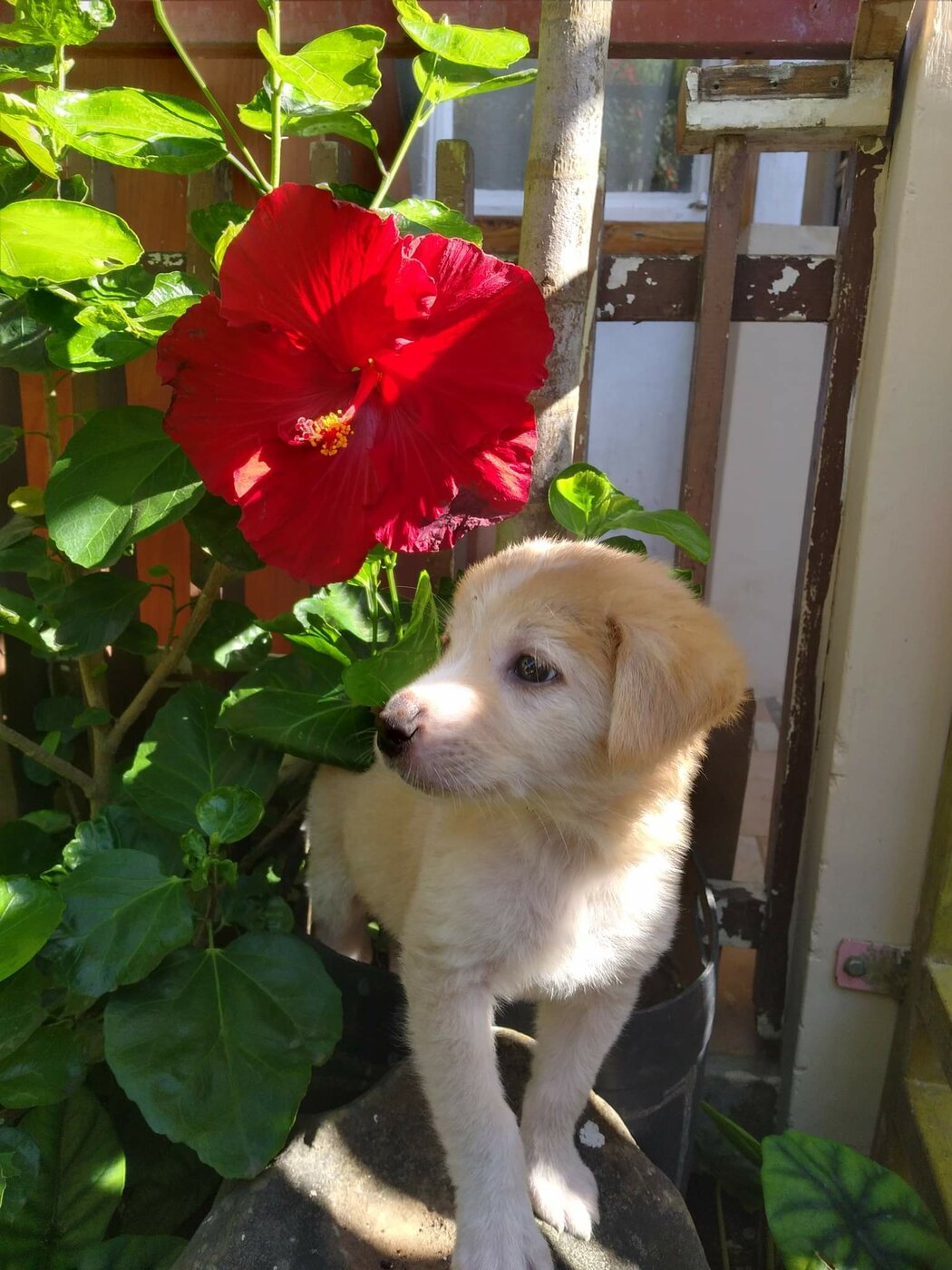 Puppy.jpg