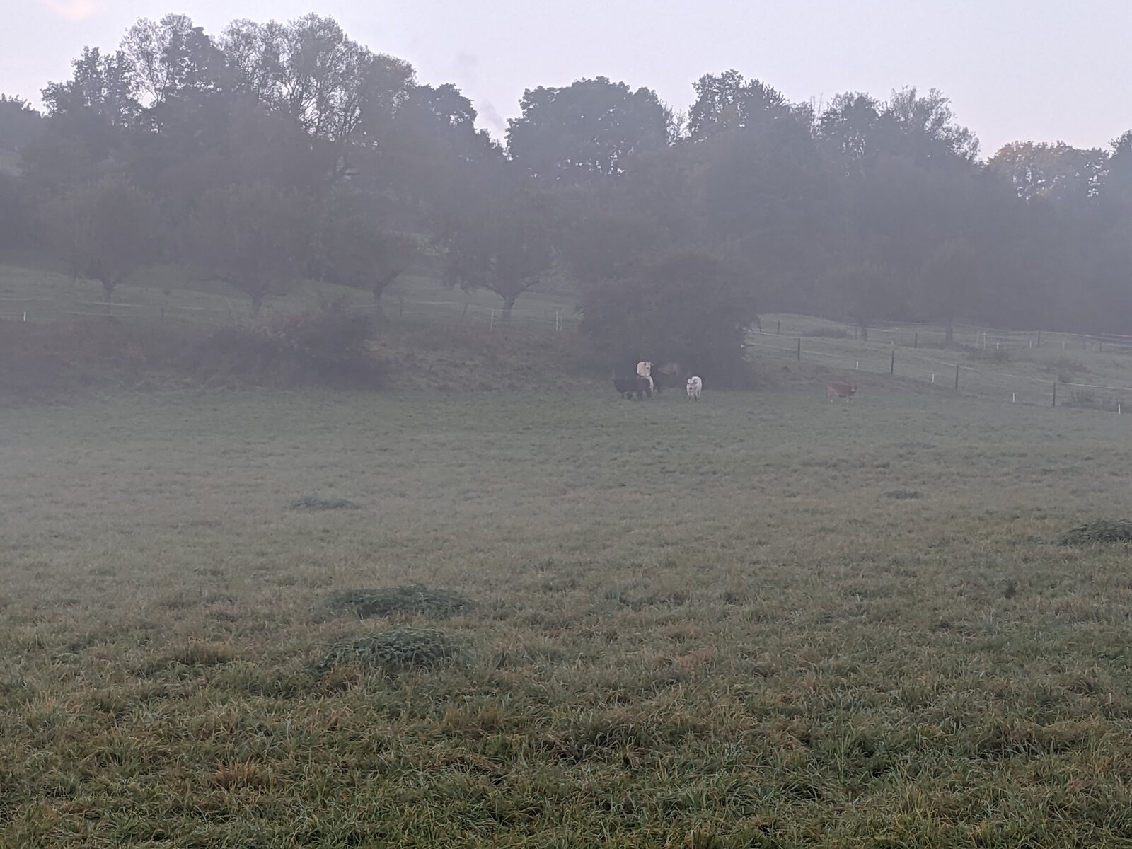 PXL_20211017_055216612.jpg