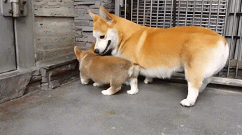 QJcZ.gif