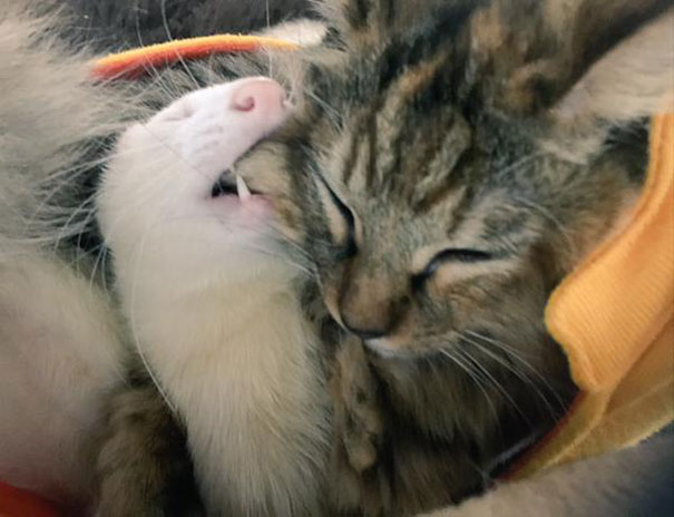 rescue-kitten-komari-ferret-brothers-21.jpg