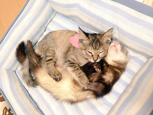 rescue-kitten-komari-ferret-brothers-42.jpg