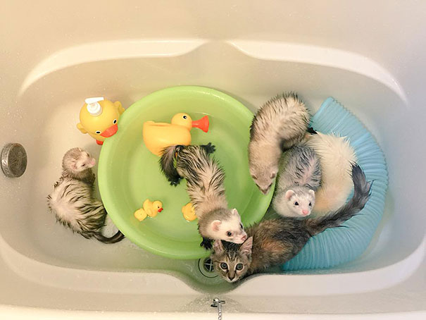 rescue-kitten-komari-ferret-brothers-44.jpg
