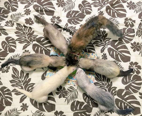 rescue-kitten-komari-ferret-brothers-47.jpg