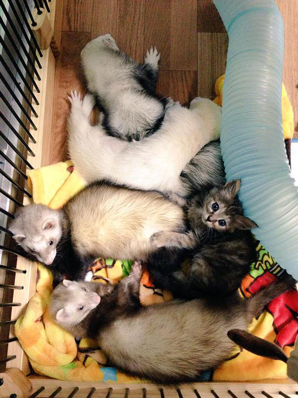 rescue-kitten-komari-ferret-brothers-52.jpg