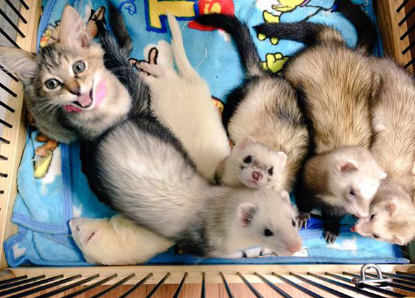 rescue-kitten-komari-ferret-brothers-55.jpg