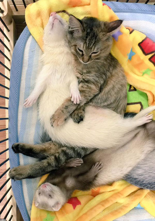 rescue-kitten-komari-ferret-brothers-57.jpg
