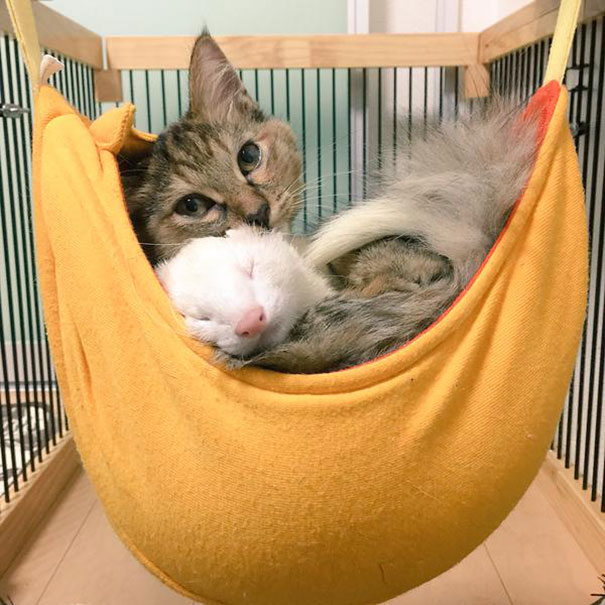 rescue-kitten-komari-ferret-brothers-62.jpg