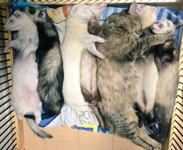 rescue-kitten-komari-ferret-brothers-64.jpg