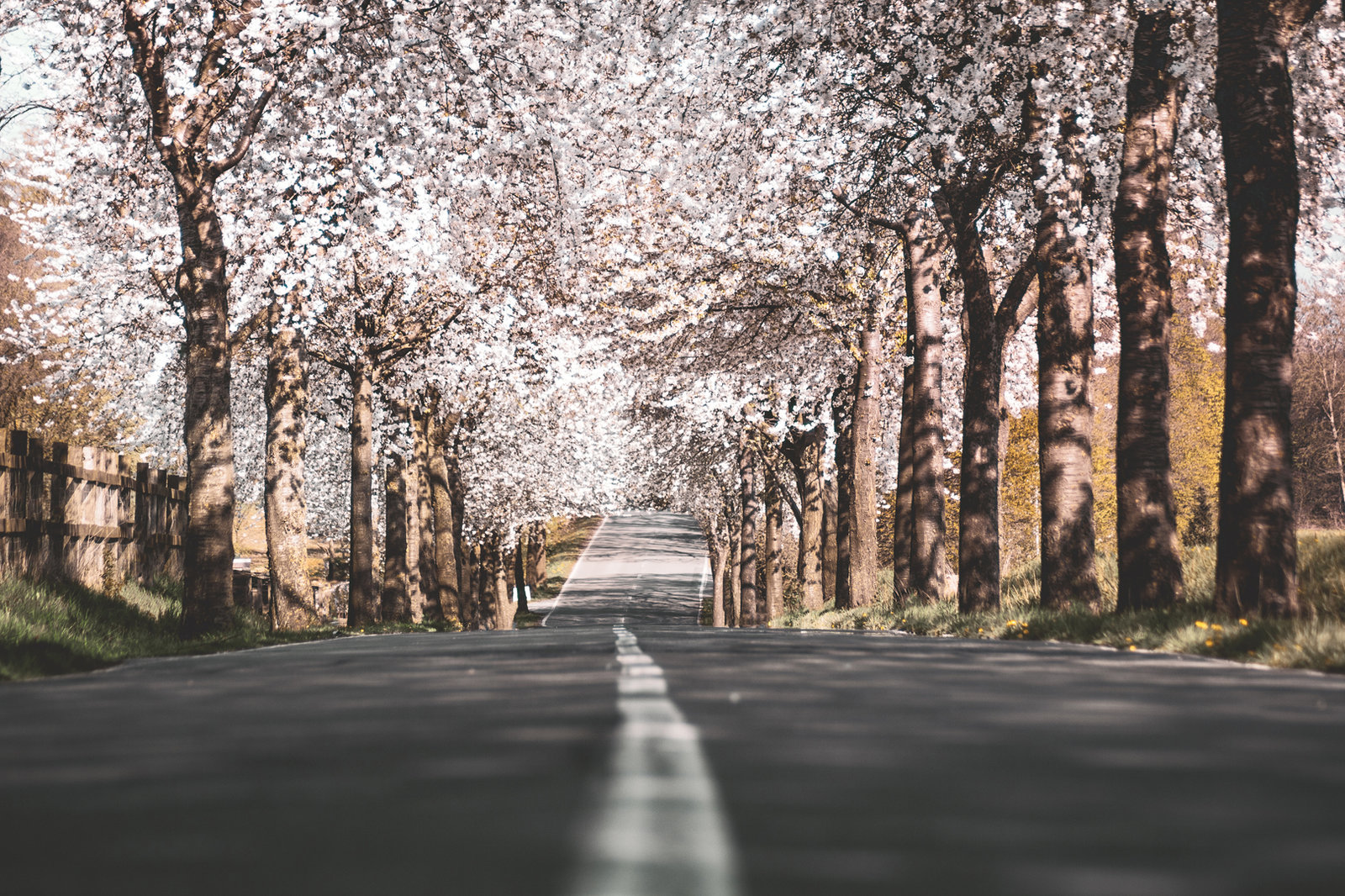 Road to Spring.jpg