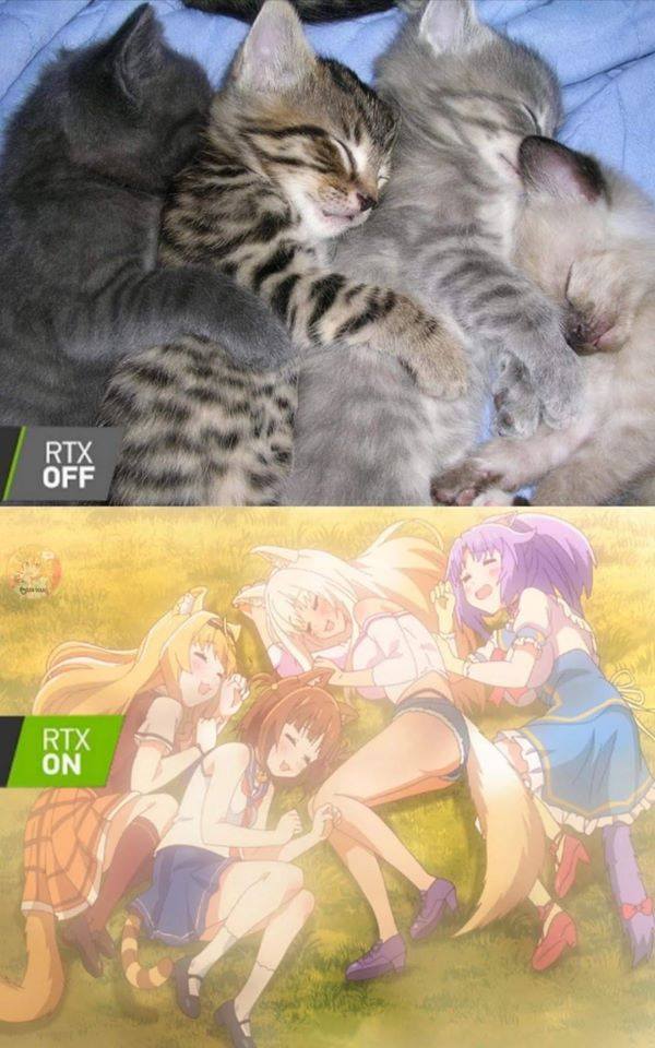 rtx cats.jpg