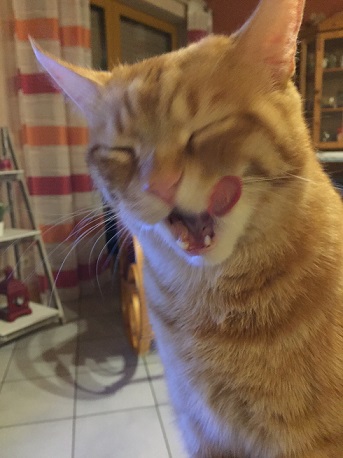 Sam1.jpg