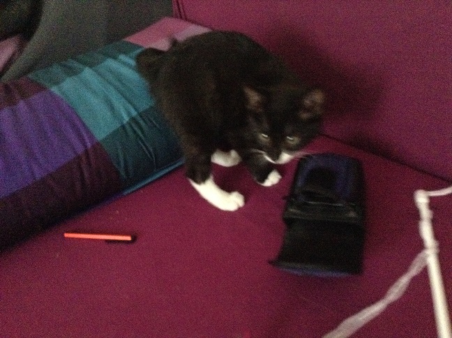 Sawcat.jpg