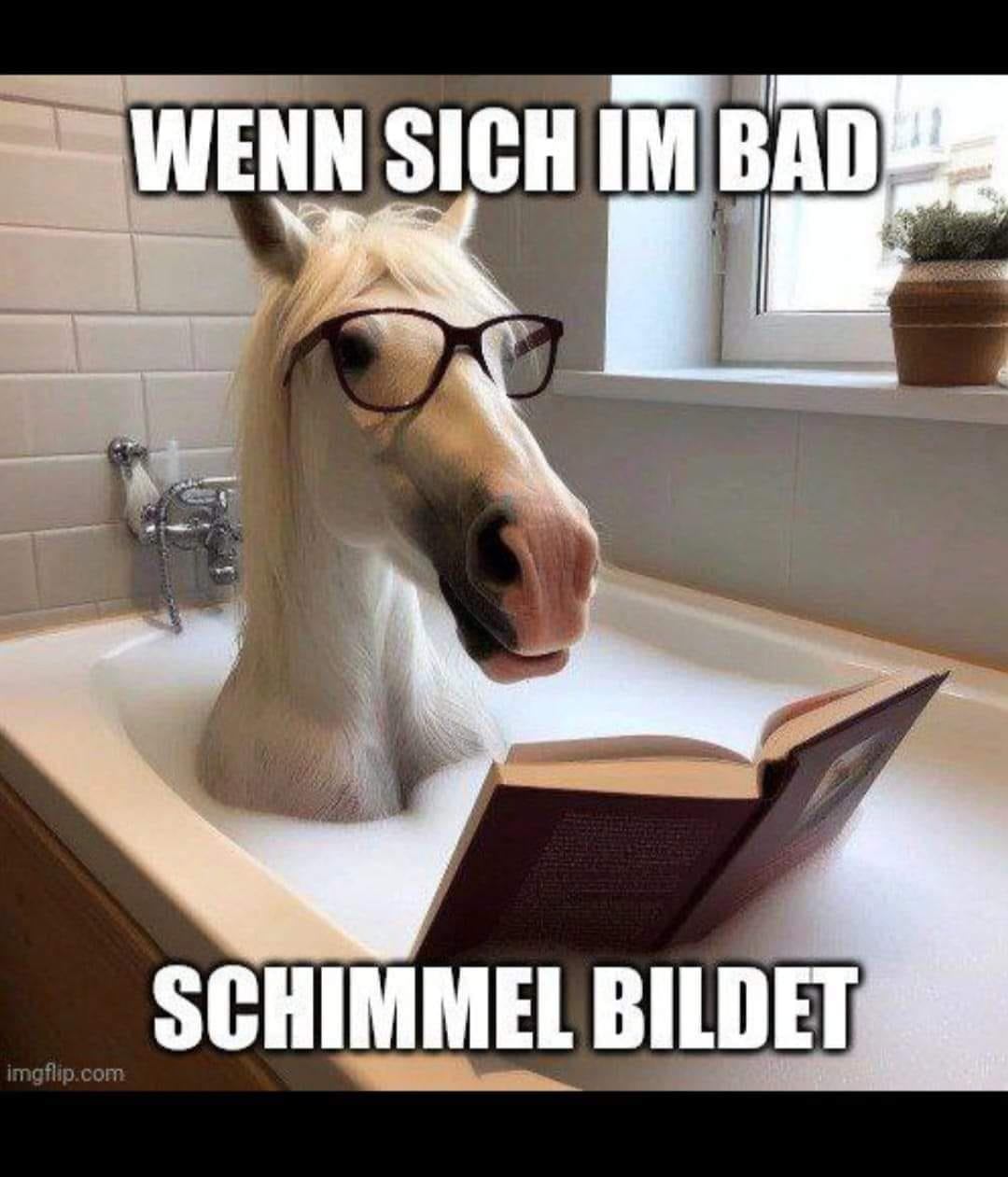 schimmelbildung.jpg