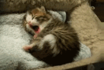 sleepy-kitty-yawning.gif