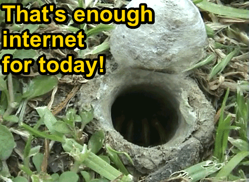 spider.gif