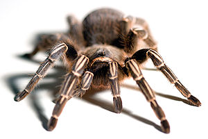Spinne.jpg