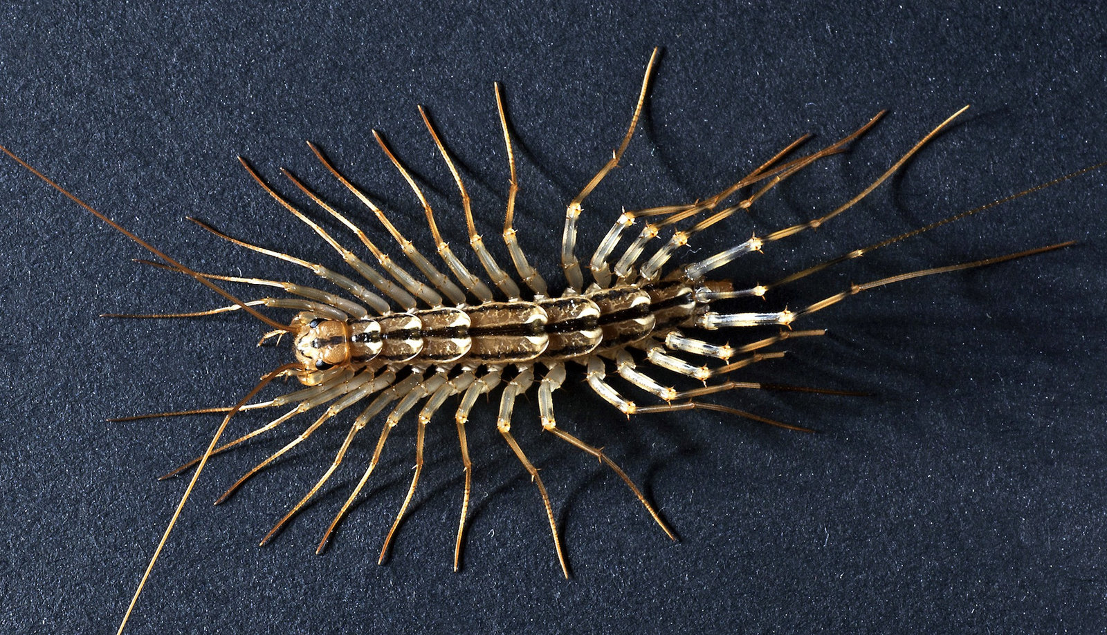 spinnenlaeufer-scutigera-coleoptrata-37cd703b-90d5-4ac1-aeb4-5b9831dc7175.jpg