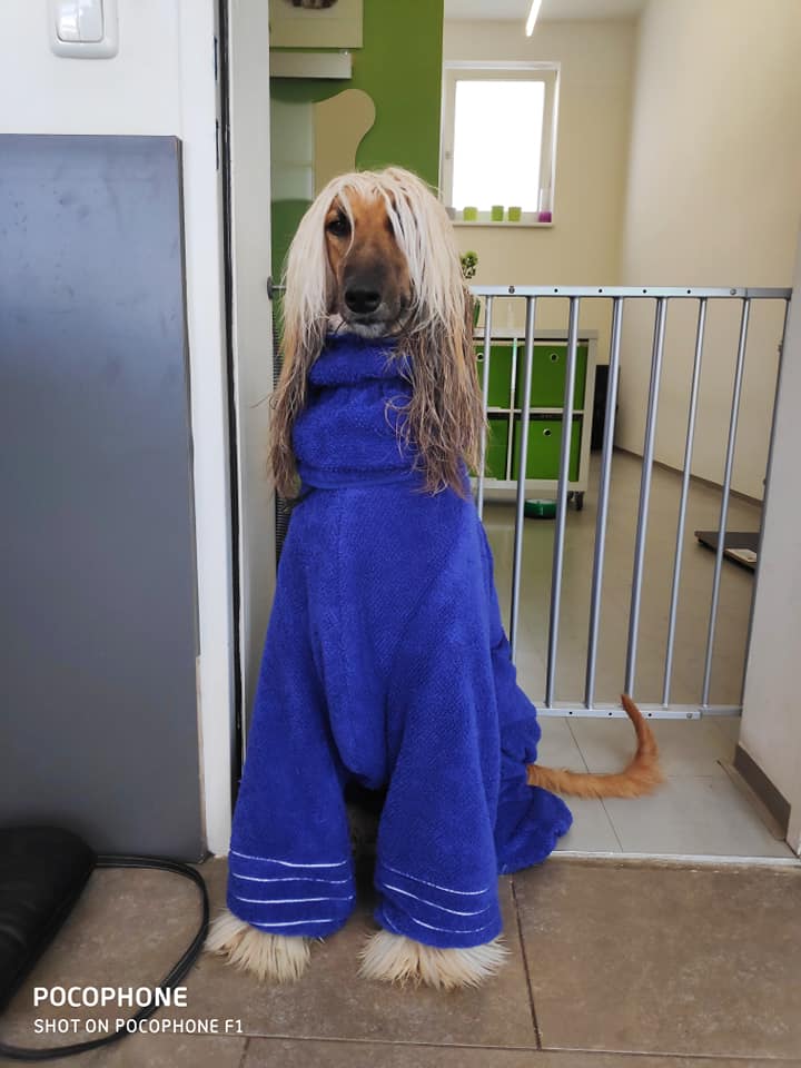 stinktier1.jpg
