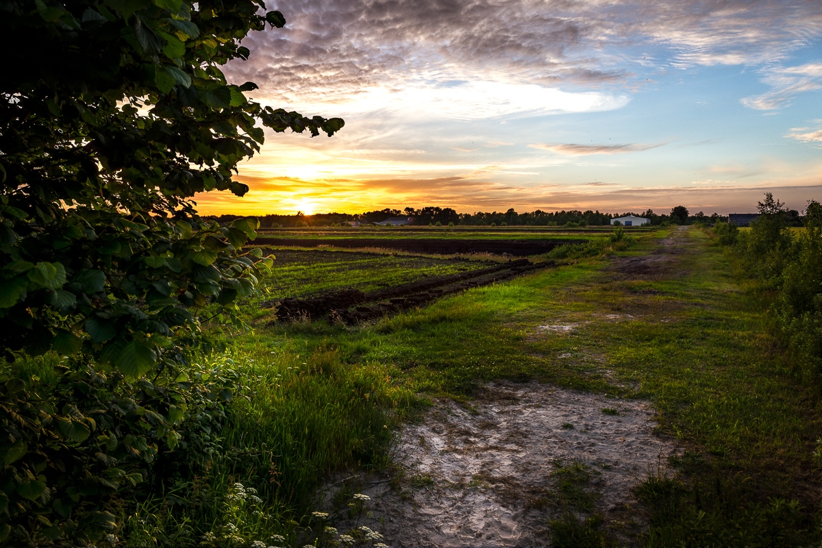 sunset.jpg