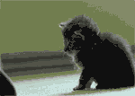 svx6u9y4.gif