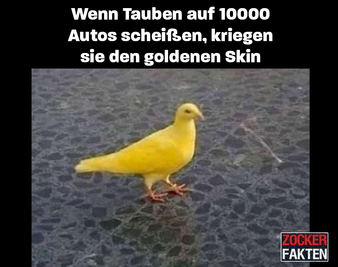 tauben skin.png