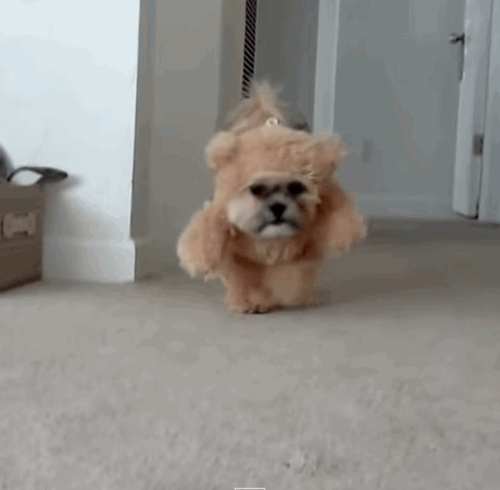 teddy-bear-dog-costume.gif