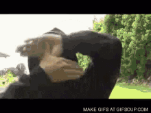 tenor (13).gif