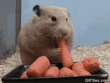 tenor(2).gif