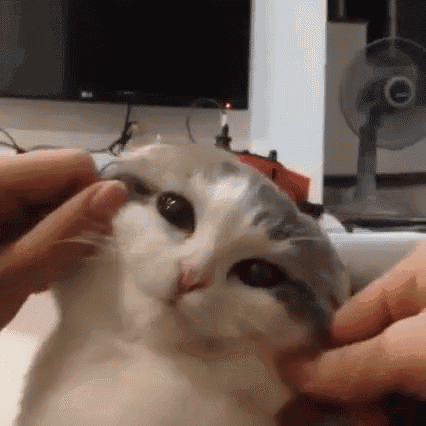 tenor.gif