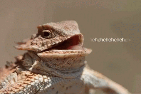 tenorhehehe.gif
